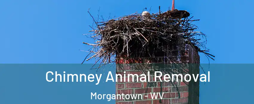 Chimney Animal Removal Morgantown - WV