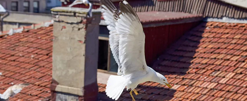 Residential Chimney Animal Removal Solution in Morgantown, WV