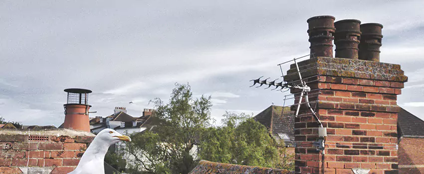 Chimney Cleaning And Restoration in Morgantown, West Virginia